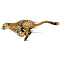 Cheetahs