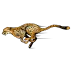 Cheetahs
