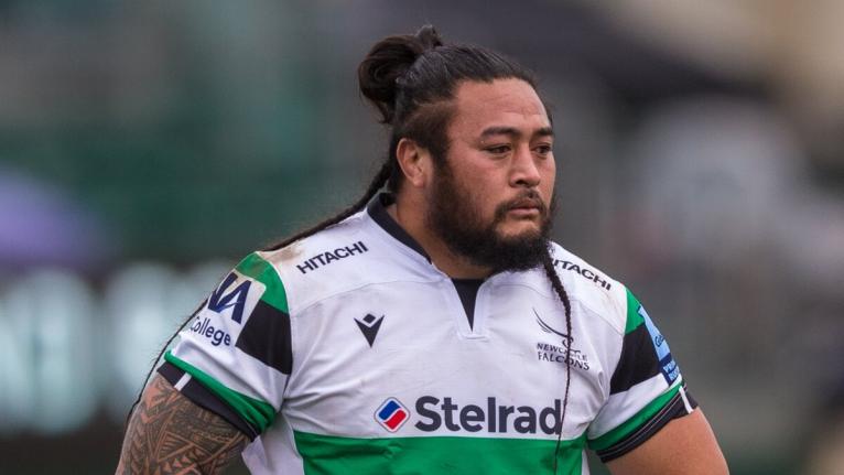 Mulipola samoa